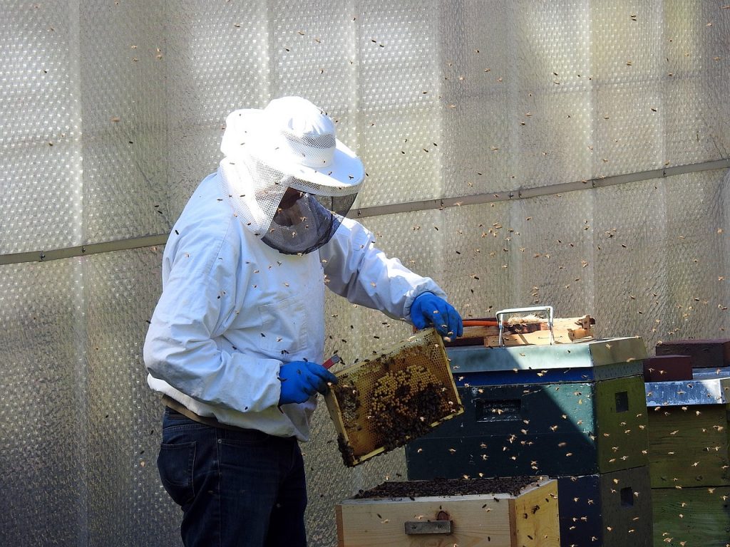 Beekeeping NZQueenBee